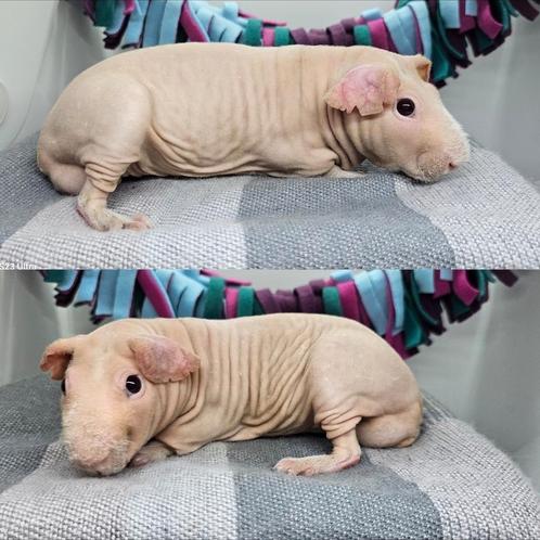 Skinny cavia, Dieren en Toebehoren, Knaagdieren, Mannelijk, Cavia, April, Tam