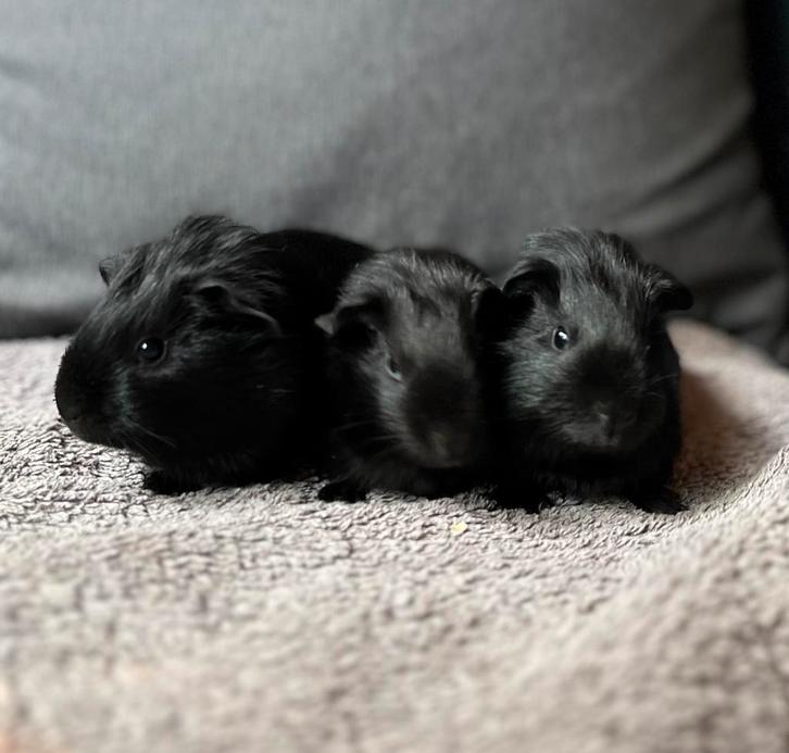 3 black beautys, moeten weg, Dieren en Toebehoren, Knaagdieren, Mannelijk, Cavia, Augustus