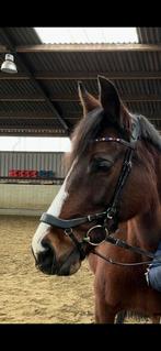 Hoofdstel Horsegear, Dieren en Toebehoren, Ophalen of Verzenden, Zo goed als nieuw