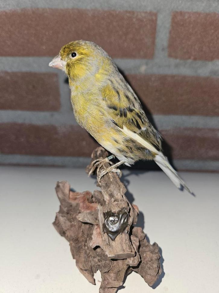 Prachtige opgezette groen agaat kanarie, Verzamelen, Dierenverzamelingen, Nieuw, Opgezet dier, Vogel, Ophalen of Verzenden