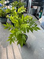 Wisteria Sinensis Prolific (blauwe regen), Ophalen of Verzenden, Zomer, Klimplanten, Volle zon