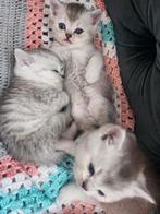 Britse Korthaar kittens – 8 weken – klaar om te verhuizen, Dieren en Toebehoren, Katten en Kittens | Raskatten | Korthaar, 0 tot 2 jaar