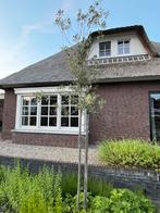 Steeneik Quercus ilex, Overige soorten, Lente, 250 tot 400 cm, Ophalen