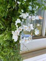 Klimplanten, Tuin en Terras, Planten | Tuinplanten, Ophalen, Zomer, Volle zon