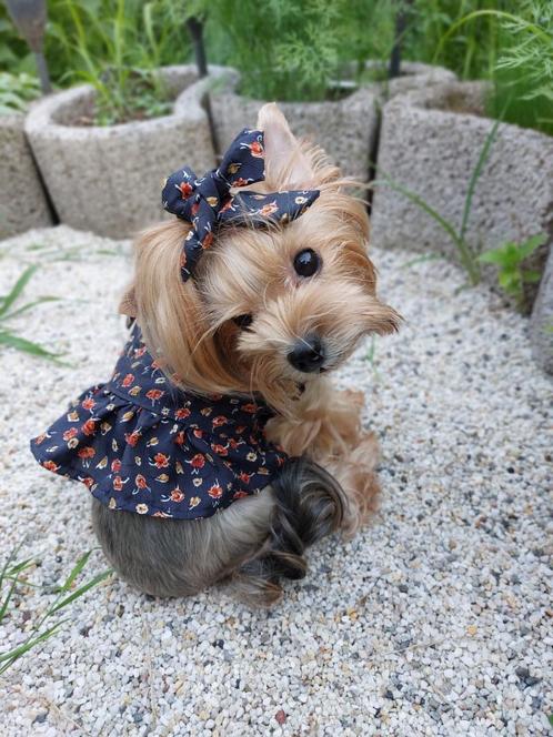 Katoenen jurk met elastiek voor een kleine hond, kleding voo, Dieren en Toebehoren, Honden-accessoires, Nieuw, Ophalen of Verzenden