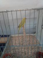 Te koop halsbanden, Meerdere dieren, Parkiet, Geringd