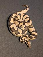 1.0 Male Orange Dream Calico Desert Ghost, Dieren en Toebehoren, Slang, Tam, 0 tot 2 jaar