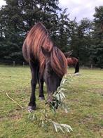 Stalling weidegang aangeboden voor IJslander in Driebergen, Weidegang