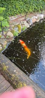 Koi karpers & toebehoren, Dieren en Toebehoren, Vissen | Vijvervissen, Karper of Koi