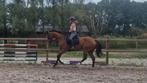 SUPER LIEF EN FIJN VOORWAARTS PAARD!!, Dieren en Toebehoren, Ruin, 160 tot 165 cm, 3 tot 6 jaar