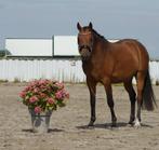 Veelzijdige D-pony Welsh ruin, Dieren en Toebehoren, Pony's, Gechipt, Ruin, Dressuurpony, 3 tot 6 jaar