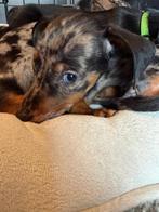 Dwerg teckel dachshond teefje merle bleu tan, CDV (hondenziekte), 8 tot 15 weken, Korthaar, Dwerg