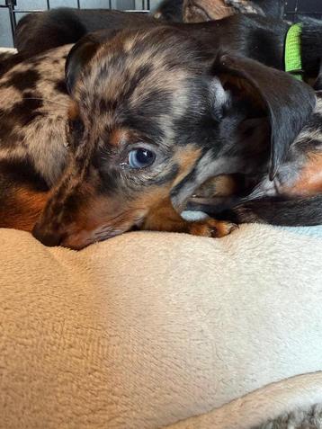Dwerg teckel dachshond teefje merle bleu tan beschikbaar voor biedingen