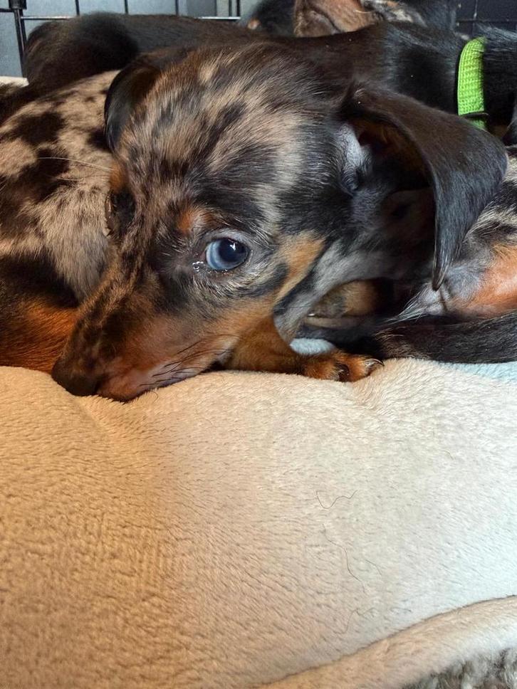 Dwerg teckel dachshond teefje merle bleu tan, Dieren en Toebehoren, Honden | Teckels en Dashonden, Meerdere dieren, Korthaar, Dwerg