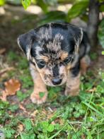 Nog 2 beschikbaar! Prachtige Jack Russell Merle reutjes!, Dieren en Toebehoren, Honden | Jack Russells en Terriërs, Jack Russell Terriër