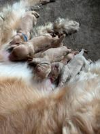 11 Labradoodle x Goldendoodle Pups - geboren op 16 dec, Rabiës (hondsdolheid), Overige rassen, 8 tot 15 weken, Meerdere