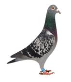 Postduiven uit linie Uranus-Willem de Bruijn,Race Pigeons, Dieren en Toebehoren, Vogels | Duiven, Vrouwelijk, Postduif