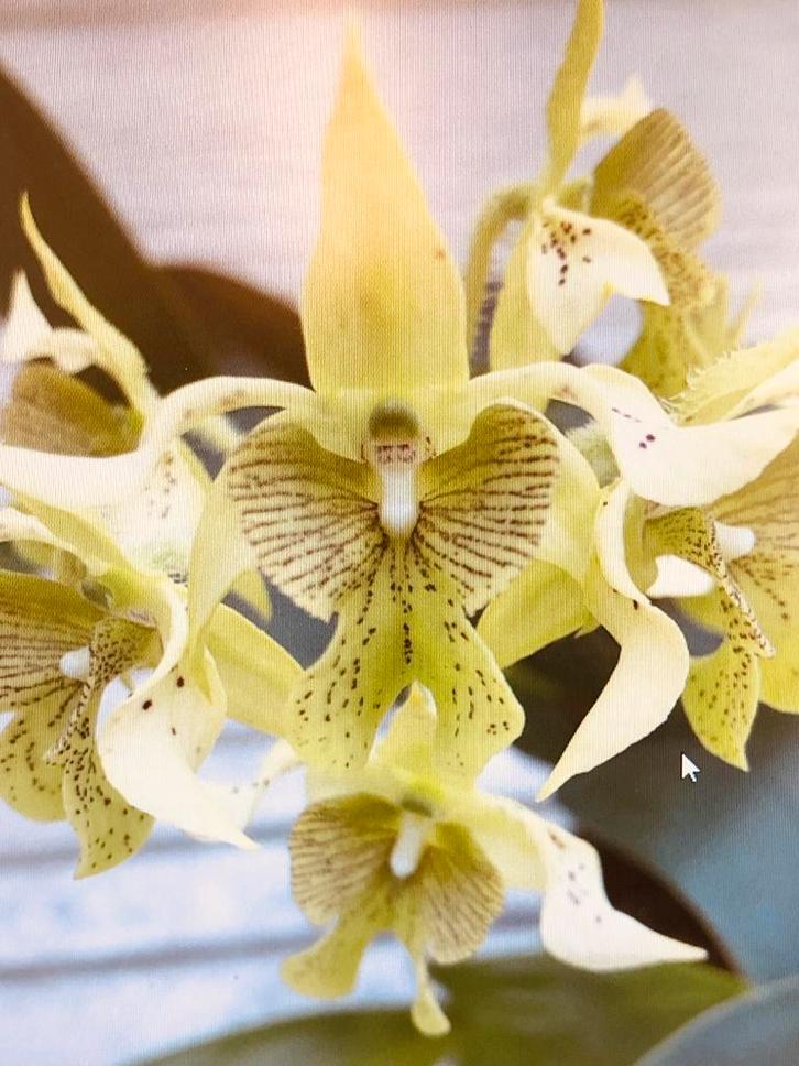 Dendrobium macrophyllum orchidee, Tuin en Terras, Planten | Tuinplanten, Vaste plant, Overige soorten, Halfschaduw, Bloeit niet