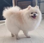 De allerliefste pomeriaan reu van 3 jaar oud, Dieren en Toebehoren, Keeshond, Reu, Eén hond, 3 tot 5 jaar