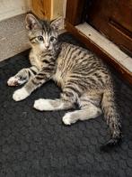 Kittens - 2 Katers Twee Maanden Oud, Kater, Ontwormd, 0 tot 2 jaar