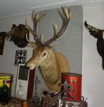 opgezette kop van edelhert hertenkop met gewei, Ophalen