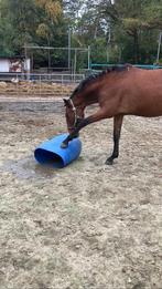 Knappe en super brave jonge spaanse merrie, Dieren en Toebehoren, Merrie, Minder dan 160 cm, Recreatiepaard, 0 tot 2 jaar