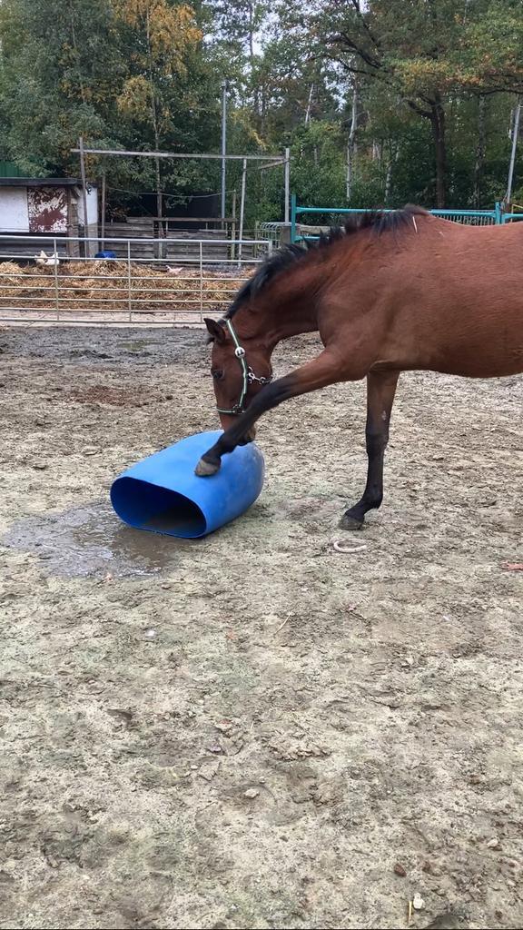 Knappe en super brave jonge spaanse merrie, Dieren en Toebehoren, Paarden, Merrie, Minder dan 160 cm, 0 tot 2 jaar, Recreatiepaard