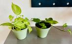 Duo van Golden Pothos en Marble Queen | In pot | Zie details, Overige soorten, In pot, Minder dan 100 cm, Groene kamerplant
