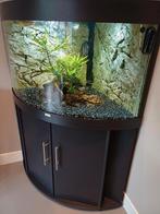 Mooi compleet aquarium 190 ltr, Ophalen, Zo goed als nieuw, Gevuld zoetwateraquarium