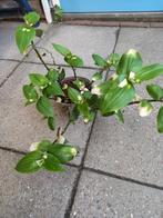 Tradescantia blushing bride, Ophalen, Overige soorten, Halfschaduw
