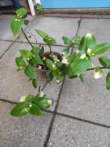 Tradescantia blushing bride beschikbaar voor biedingen