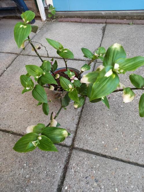 Tradescantia blushing bride, Tuin en Terras, Planten | Tuinplanten, Overige soorten, Halfschaduw, Ophalen