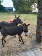 Te koop: 2 mini-ezels – vader & zoon, Dieren en Toebehoren, Overige Dieren, Januari, Mannelijk