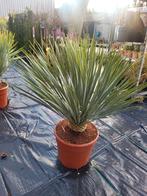 Mooie grote yucca rostrata, Tuin en Terras, Ophalen of Verzenden, Overige soorten, Volle zon