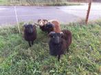 Ouessant rammen, Dieren en Toebehoren, Schapen, Geiten en Varkens, Mannelijk, Schaap, 0 tot 2 jaar