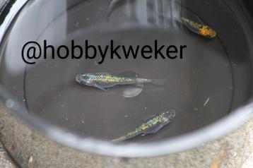 Eitjes medaka myazakura  beschikbaar voor biedingen