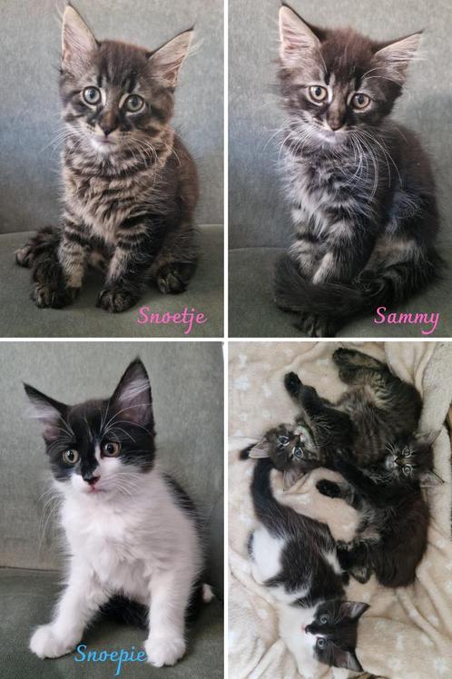 Kittens langhaar Maine Coon X Ragdoll X Noorse Boskat, Dieren en Toebehoren, Katten en Kittens | Overige Katten, Langharig, Meerdere dieren