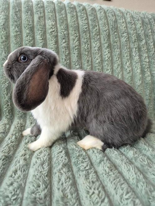 Jong NHD konijntje. Blauwoog., Dieren en Toebehoren, Konijnen, Dwerg, Mannelijk, 0 tot 2 jaar, Hangoor