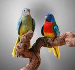 neophemas gezocht €55 betalen wij, Dieren en Toebehoren, Vogels | Parkieten en Papegaaien, Meerdere dieren, Parkiet
