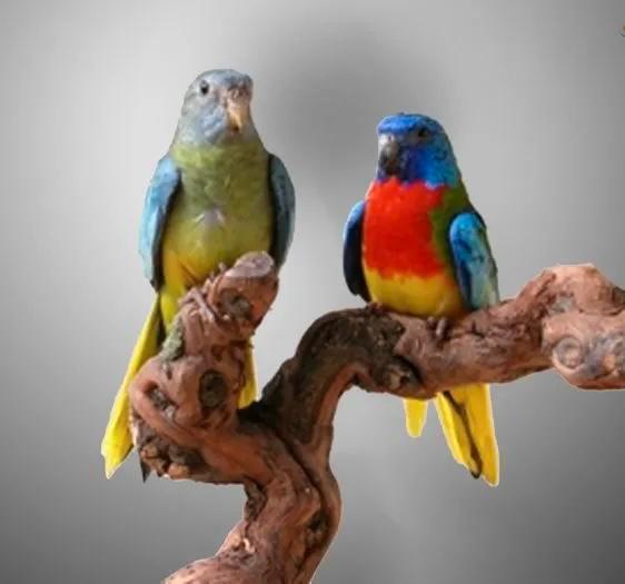 neophemas gezocht €55 betalen wij, Dieren en Toebehoren, Vogels | Parkieten en Papegaaien, Parkiet, Meerdere dieren