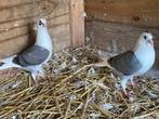 2 jonge kleur postduiven broed 2025, Dieren en Toebehoren, Meerdere dieren, Postduif