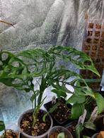 monstera obliqua peru stek, Huis en Inrichting, Kamerplanten, Ophalen of Verzenden, Halfschaduw, Minder dan 100 cm