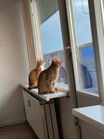 Dekkater gezocht voor onze oranje poezen, Dieren en Toebehoren, Katten en Kittens | Overige Katten, Kater
