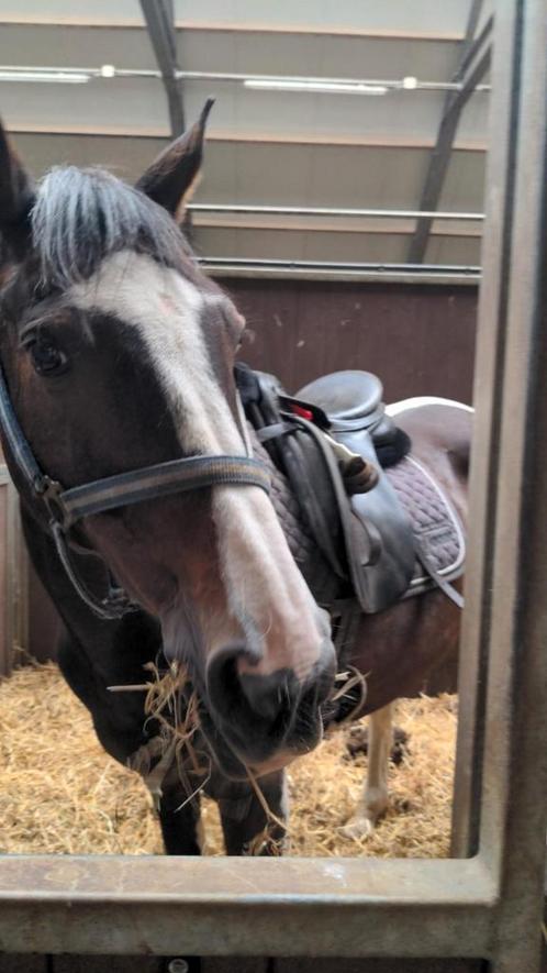 Verzorgpony gezocht deventer omstreek, Dieren en Toebehoren, Paarden en Pony's | Verzorgingsproducten, Zo goed als nieuw, Ophalen of Verzenden