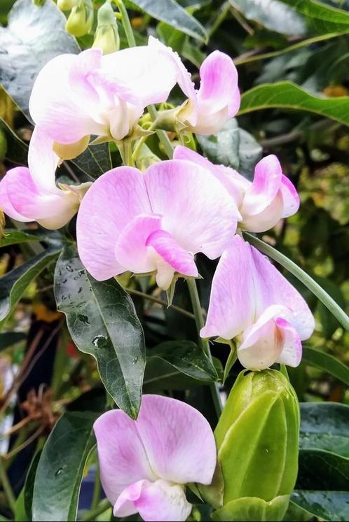 Lathyrus latifolius "Pink Pearl" zaden, Tuin en Terras, Bloembollen en Zaden, Zaad, Verzenden