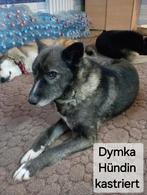 Herplaatser Teef hond Dymka zoekt familie, adoptiehond, Dieren en Toebehoren, Particulier, Rabiës (hondsdolheid), Buitenland, Teef