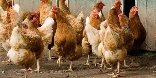 Pluimvee, Dieren en Toebehoren, Pluimvee, Kip, Meerdere dieren
