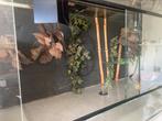 Groot terrarium met 3D wand, Dieren en Toebehoren, Reptielen en Amfibieën | Toebehoren, Gebruikt, Ophalen of Verzenden, Terrarium of Paludarium