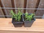 Rozemarijn (bio), Tuin en Terras, Planten | Tuinplanten, Ophalen, Zomer, Volle zon