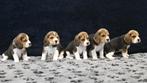 Ondeugende Beagle pups, Dieren en Toebehoren, Honden | Beagles, Bassets en Lopende honden, Beagle, CDV (hondenziekte), 8 tot 15 weken